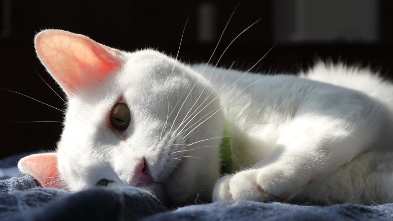 Rappel produit : cette nourriture pour animaux présente un danger, ne leur donnez surtout pas