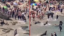 Dünya bu görüntüleri konuşuyor! ABD'de plaja gelen 2 deniz aslanı güneşlenen insanları kovaladı