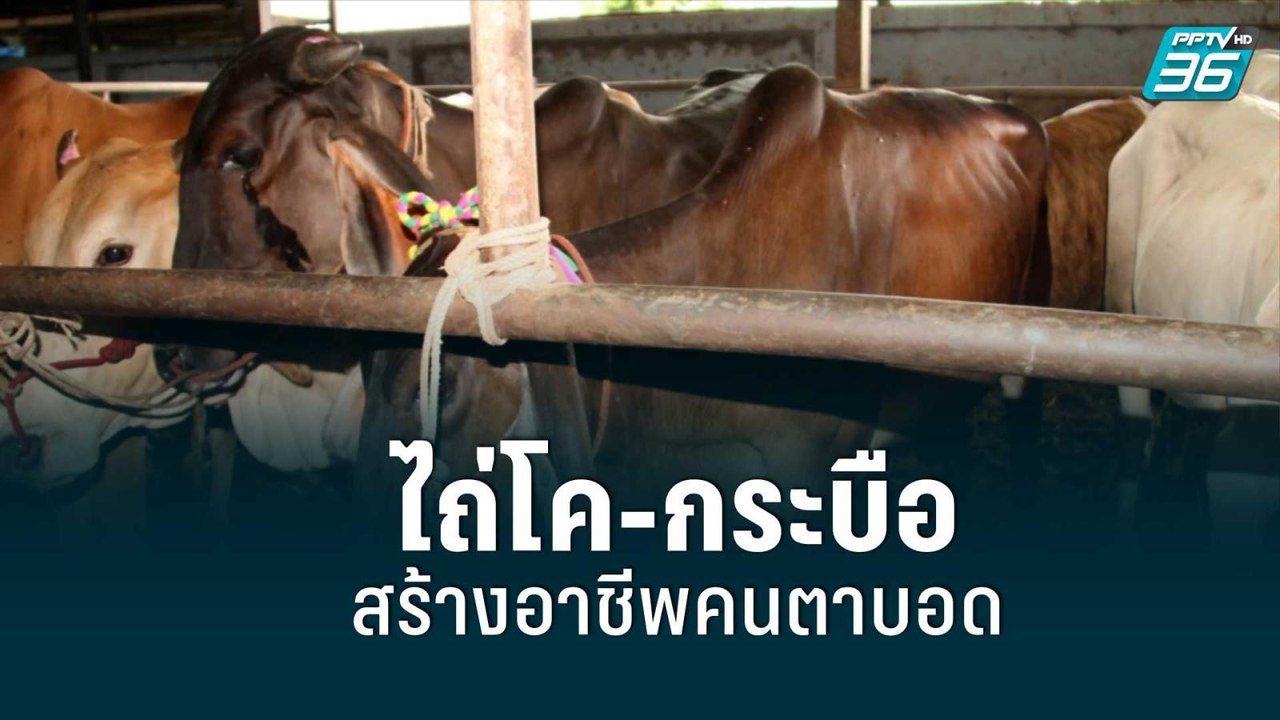 ไถ่ชีวิตโค-กระบือ100 ตัว สร้างอาชีพคนตาบอด | เข...