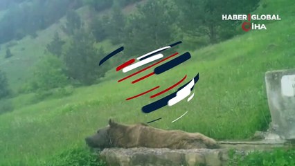 “Yaban hayatında bayram tatili devam ediyor” notuyla paylaştı