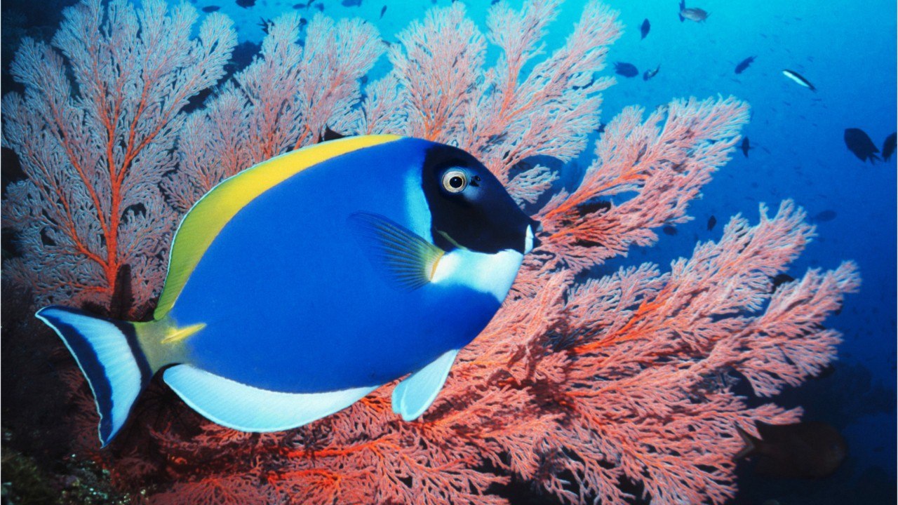 Quelles sont les particularités du poisson-chirurgien ?