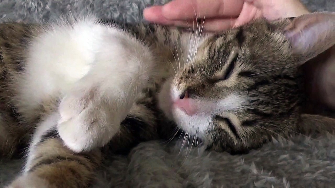 Pampered Kitten Purrs Softly