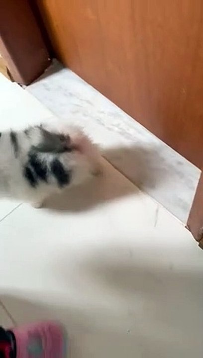Pup Takes Off With Pacifier