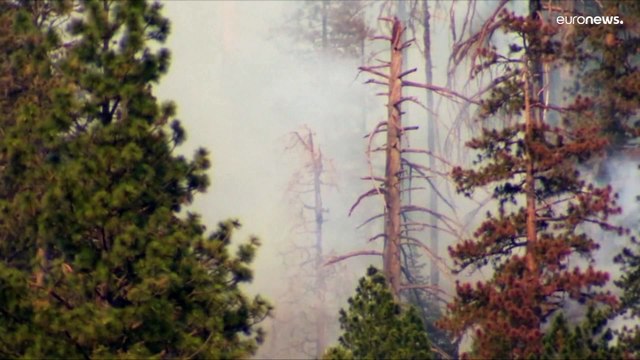 Йосемити: лесной пожар угрожает гигантским секвойям