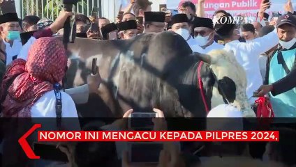 Komentar PDIP Soal Sapi Anies Nomor 024: Bermuatan Politik