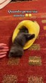 Concerned Human Wakes Slumbering Kitten