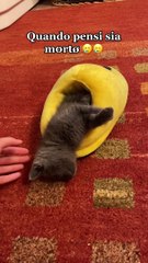 Concerned Human Wakes Slumbering Kitten