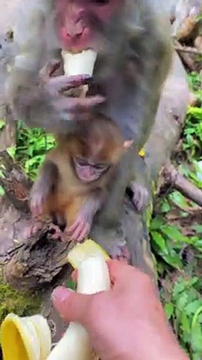 Cute little monkey 8