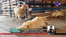 Nasa 300,000 na manok na tinamaan ng Bird Flu sa Santo Tomas, Pampanga, isinasailalim sa culling | SONA