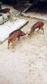 DEER | CUTE DEER _ RUSA LUCU #short #videoshorts #deer #kebunbinatang