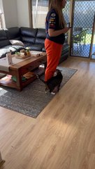 Cat Does Not Like Being Ignored