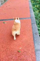 Funny videos funny animals videos fun funny moments  2022