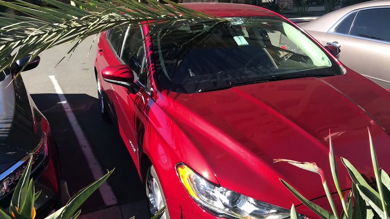 Palm Frond Pierces Through Windshield