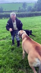 Great Dane Tries to Take Dad's Coat