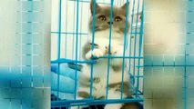 Cute Kitten Compilation | Cute Cats | Adorable Kittens Play With Human