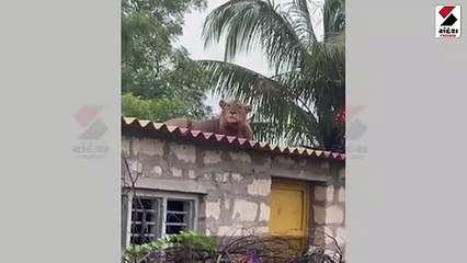 ગીરથી દૂર ગામડામાં મકાનની છત પર આરામ ફરમાવતા ‘વનરાજા’