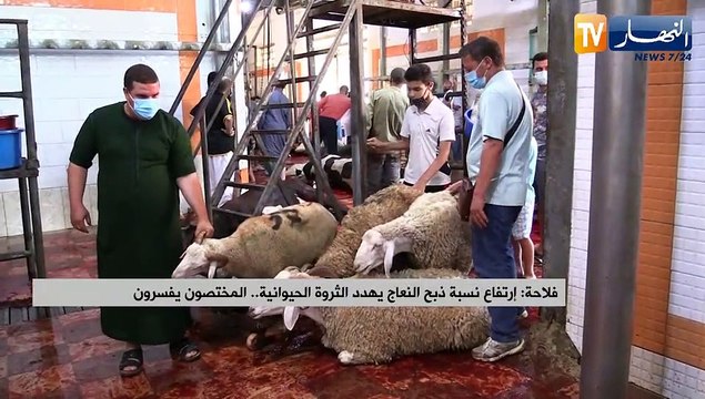 فلاحة: إرتفاع نسبة ذبح النعاج يهدد الثروة الحيوانية..المختصون يفسرون