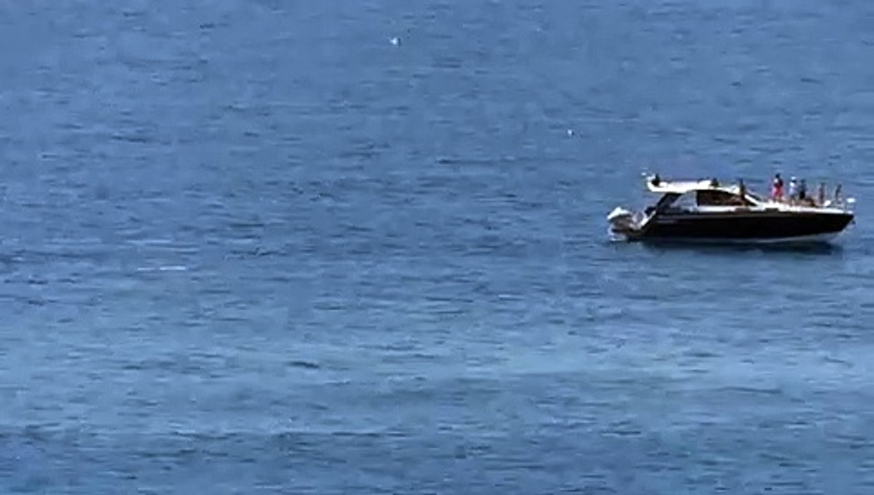 El momento del avistamiento de los delfines por parte de un yate en Torrevieja.