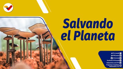 Punto de Encuentro | ¿Por qué los hongos salvan al planeta?