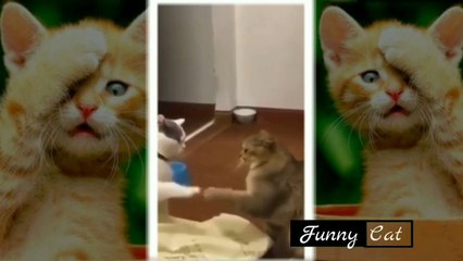 funny cat animal videos, The cutest cat behavior