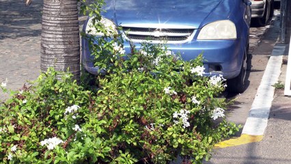 Recuperan 117 cajones de estacionamiento en el centro | CPS Noticias Puerto Vallarta