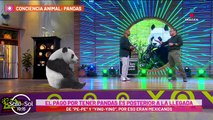 Datos que no conocías de Shuan-Shuan, la panda gigante más longeva de México