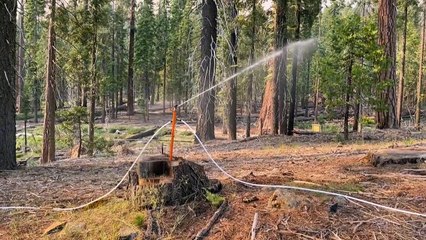 Incendio amenaza a los gigantes secuoyas en California
