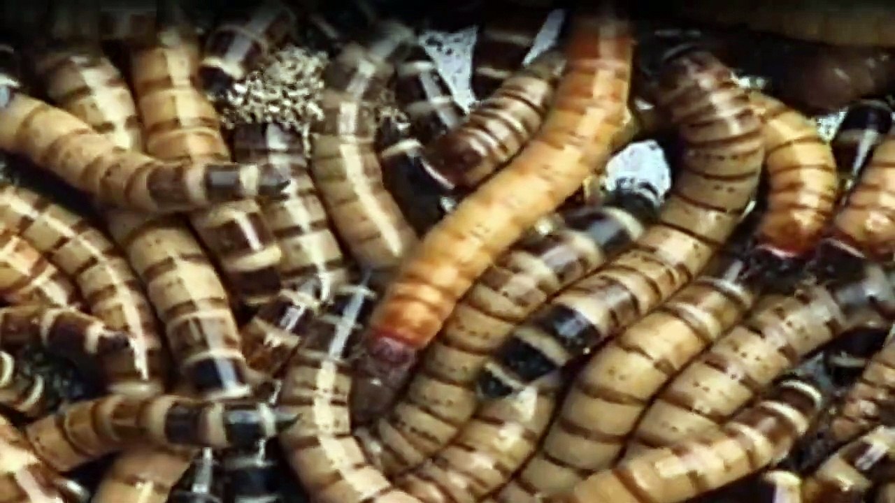 Better off Ted - Die Chaos AG Staffel 1 Folge 8 HD Deutsch