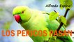 LOS PERICOS PASAN ALFREDO ESPINO | Jícaras Tristes Pájaros de Leyenda | Alfredo Espino Poemas