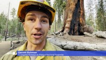 Incêndio ameaça sequoias gigantes na Califórnia
