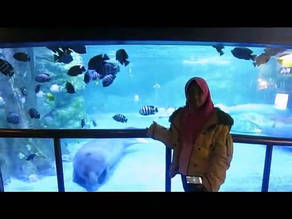 Jalan jalan ke Coex Aquarium, COEX AQUARIUM SEMUA HEWAN LAUT ADA DI SINI‼️ SEOUL KOREA