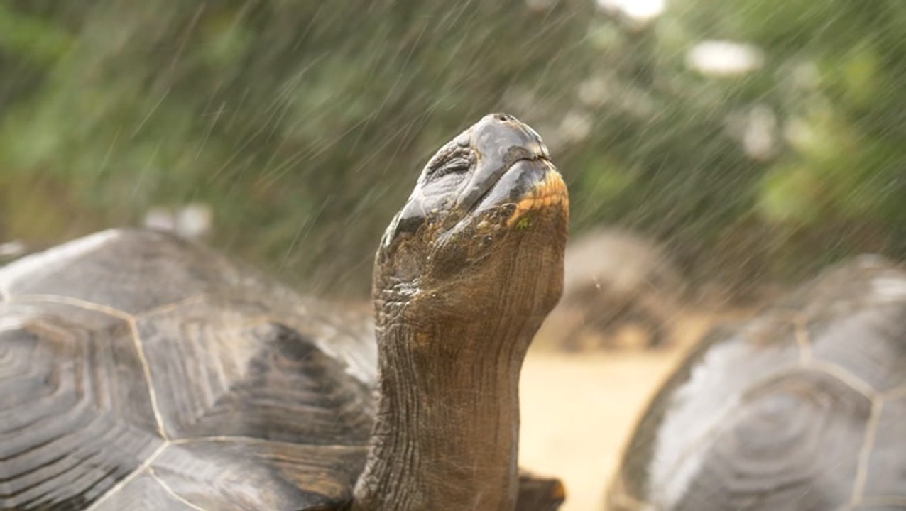 How the Houston Zoo keeps animals cool during heatwaves
