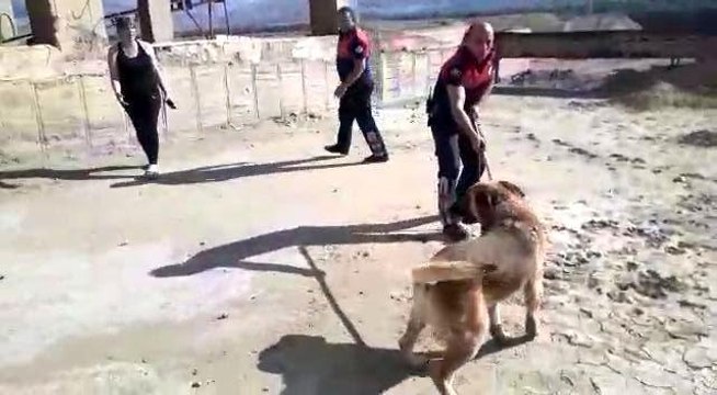 Son dakika haber! Erzincan'da boş havuza düşen köpek, itfaiye ekiplerince kurtarıldı