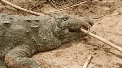 10 साल के बच्चे को निगल गया मगरमच्छ, जिंदा बचने की उम्मीद में गांव वालों ने अपनाया ये तरीका, लेकिन..