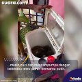 Viral Orang Ini Bersihkan Jeroan Hewan Kurban Pakai Mesin Cuci, Warganet: Dapet Ilmu Dari Mana?