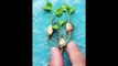 13 Plant Parenting Hacks That Will Make Your Plants Grow Big and Strong! Blossom