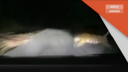 Harimau Belang | Perhilitan Kelantan jejak harimau dilanggar