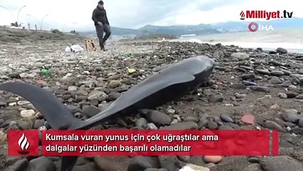 Kumsala vuran yunus için çok uğraştılar ama dalga yüzünden başarılı olamadılar