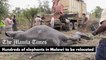 Hundreds of elephants in Malawi to be relocated