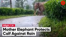 ‘Like A Big Umbrella’: Mother Elephant Protects Her Calf Against Rain