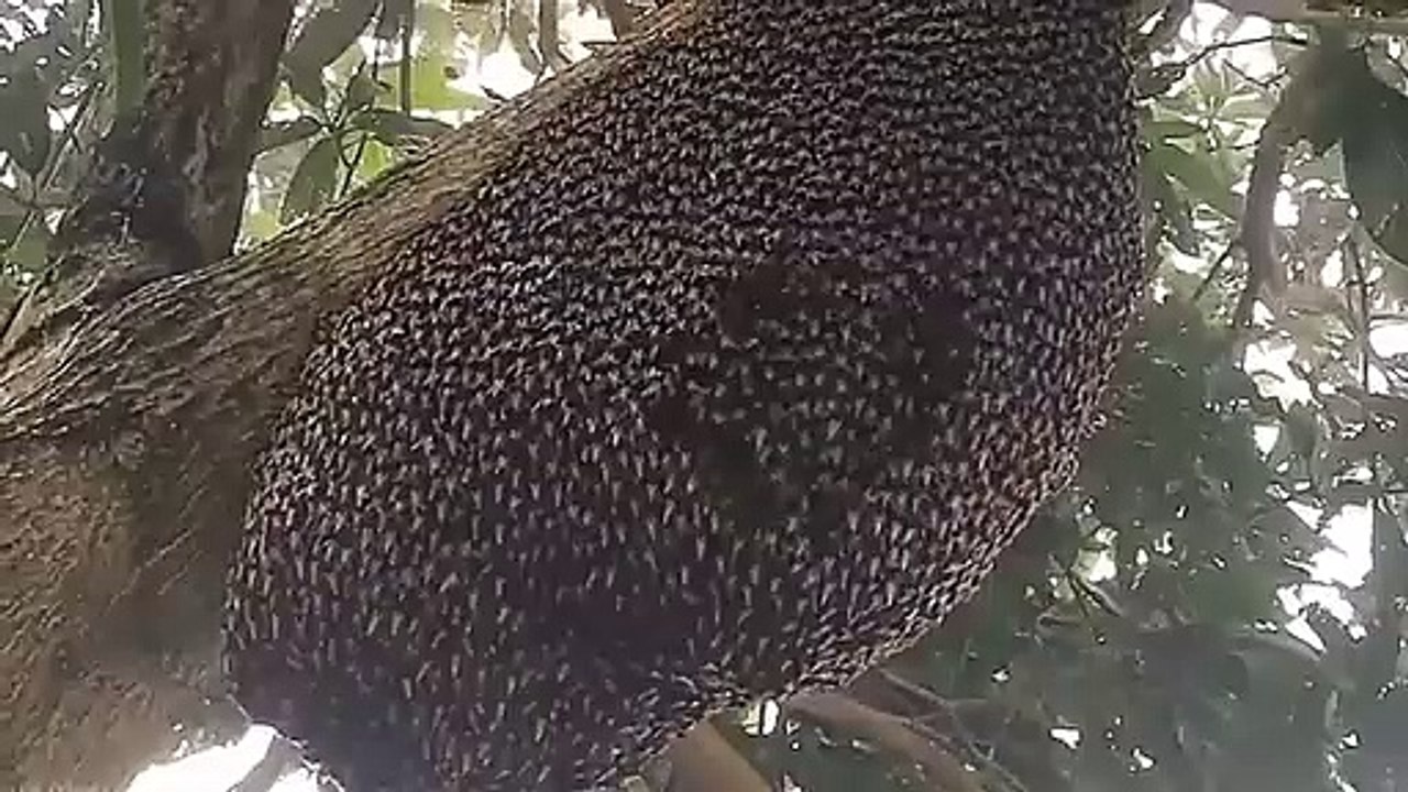 Les abeilles domestiques géantes construisent des nids ouverts et se protègent des attaques