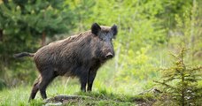 Verdon : deux campeurs belges passent la nuit dans un arbre pour échapper à un sanglier