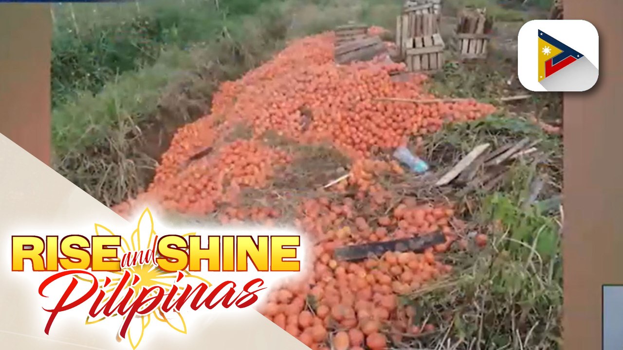 Daan-daang kilo ng kamatis sa Bukidnon, itinapon ng mga magsasaka dahil sa mababang presyo ng bentahan; Cropping calendar sa mga probinsiya, isinusulong ng DA