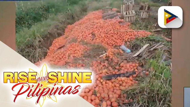 Daan-daang kilo ng kamatis sa Bukidnon, itinapon ng mga magsasaka dahil sa mababang presyo ng bentahan; Cropping calendar sa mga probinsiya, isinusulong ng DA