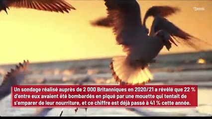 Les mouettes volent de plus en plus de nourriture !