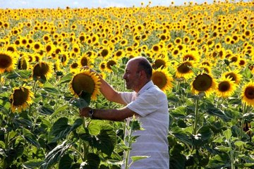 Devletin tohum desteğiyle araziler sarıya büründü