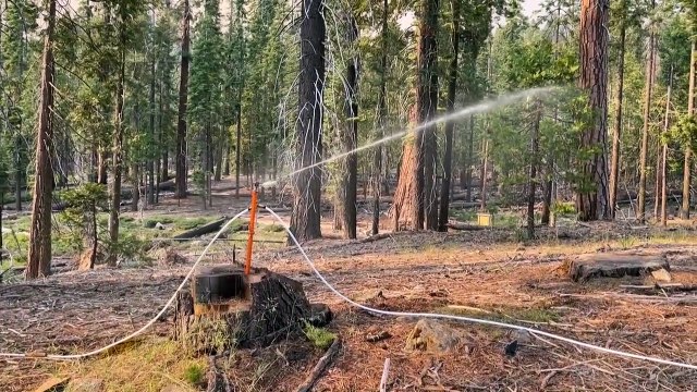 États-Unis: un violent incendie menace les séquoias géants du parc de Yosemite