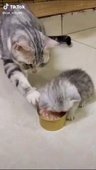 OMG So Cute Cats ♥ Best Funny Cat Videos 2021 #Shorts