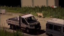 Acıkan ayılar her gün ilçe merkezinde yiyecek arıyor