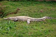 Scientists believe crocodiles could hold the key to curing hearing loss